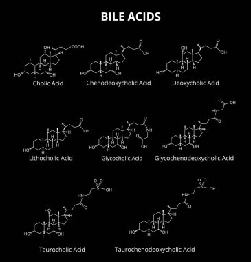 Bile acids set. Chemical molecular formula of bile acids. Vector illustration on isolated background clipart