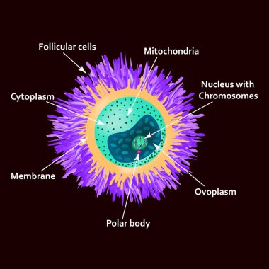 Yumurtanın yapısı. Ovum anatomisi. İzole edilmiş arkaplanda vektör illüstrasyonu