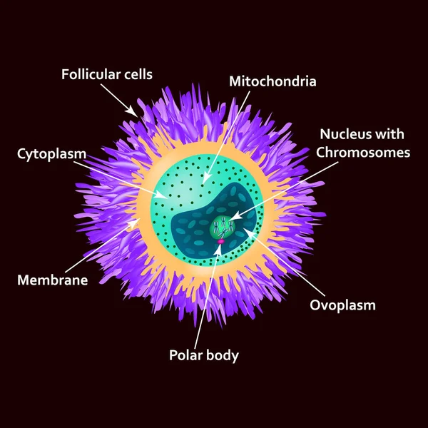 Struktur telurnya. Anatomi Ovum. Ilustrasi vektor pada latar belakang terisolasi - Stok Vektor