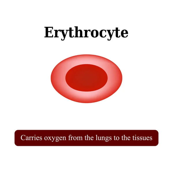La estructura de los glóbulos rojos. Un eritrocito. Ilustración vectorial — Vector de stock