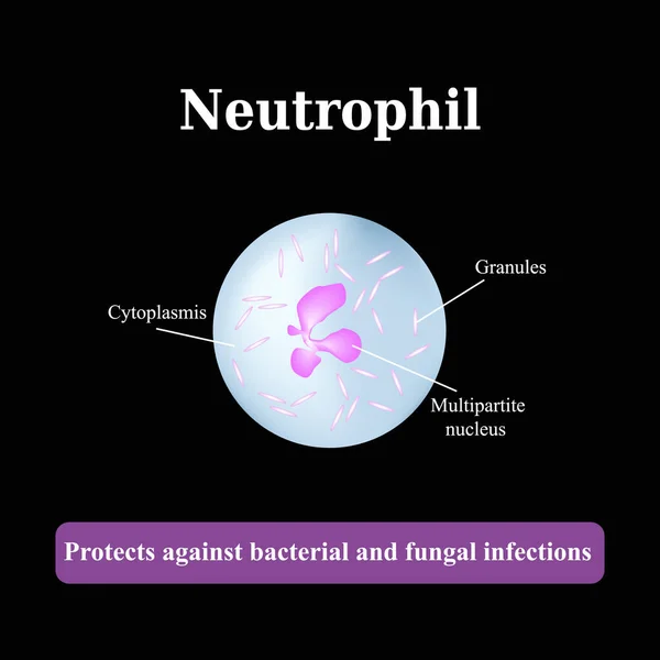 A neutrofil szerkezete. Vektorillusztráció — Stock Vector