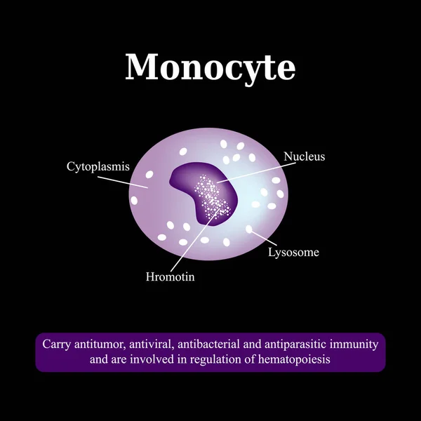 Anatomiczna struktura monocytów. Komórki krwi. Ilustracja wektora — Wektor stockowy