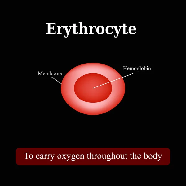 Struktura krwinek czerwonych. Erytrocyt. Ilustracja wektora — Wektor stockowy