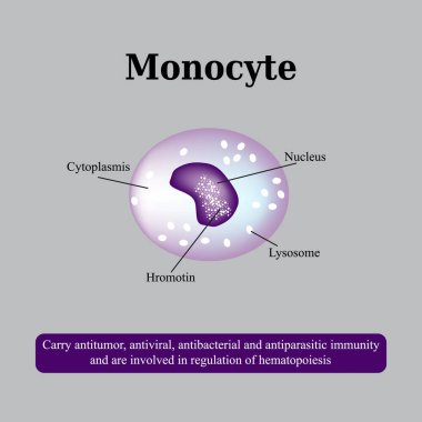 Monositlerin anatomik yapısı. Kan hücreleri. Vektör illüstrasyonu