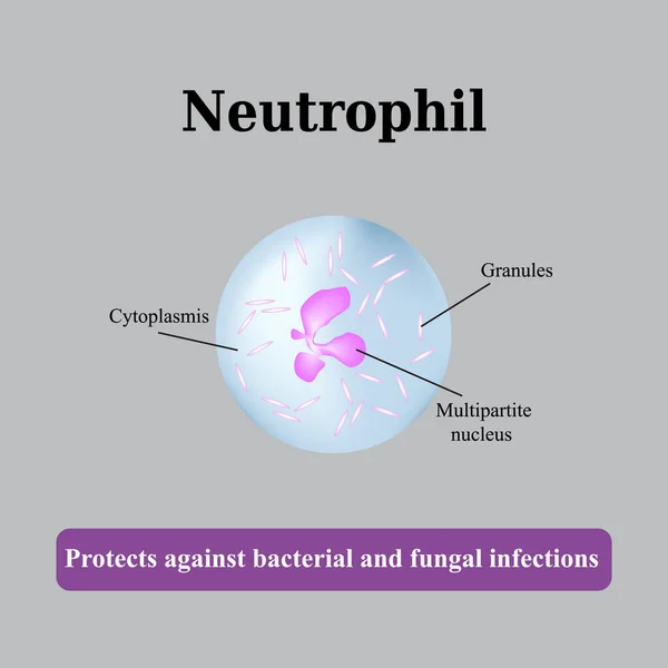 A neutrofil szerkezete. Vektorillusztráció — Stock Vector