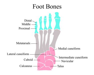 Ayak kemiklerinin anatomik yapısı. Vektör illüstrasyonu.