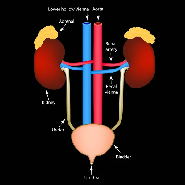 Die Struktur der Nieren und Blase. Ausscheidungssystem. Infografiken. Vektorillustration. — Stockvektor