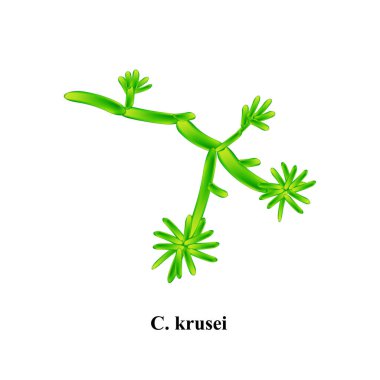 C. krusei Canktada. Candida 'nın patojenik mantar benzeri morfolojik yapısı. İzole edilmiş arkaplanda vektör illüstrasyonu