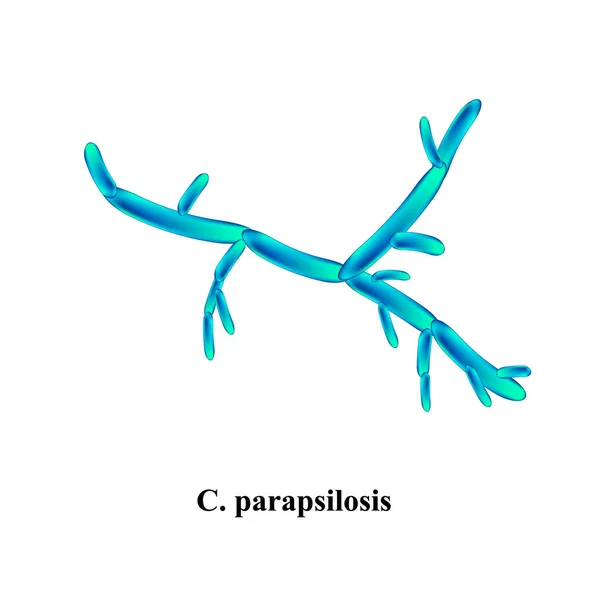 C. parapsilosis candida. Hongos patógenos parecidos a levaduras de estructura morfológica tipo Candida. Ilustración vectorial sobre fondo aislado — Vector de stock