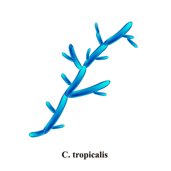 C. tropicalis candida. Hongos patógenos parecidos a levaduras de estructura morfológica tipo Candida. Ilustración vectorial sobre fondo aislado — Vector de stock