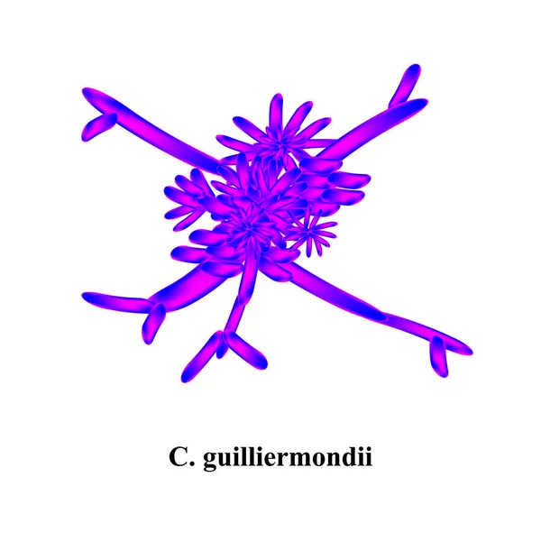 C. guilliermondii candida. Hongos patógenos parecidos a levaduras de estructura morfológica tipo Candida. Ilustración vectorial — Vector de stock