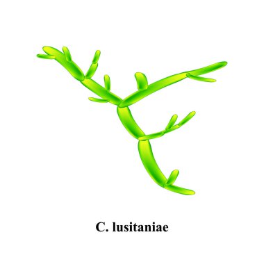 C. lusitaniae candida. Candida 'nın patojenik mantar benzeri morfolojik yapısı. İzole edilmiş arkaplanda vektör illüstrasyonu