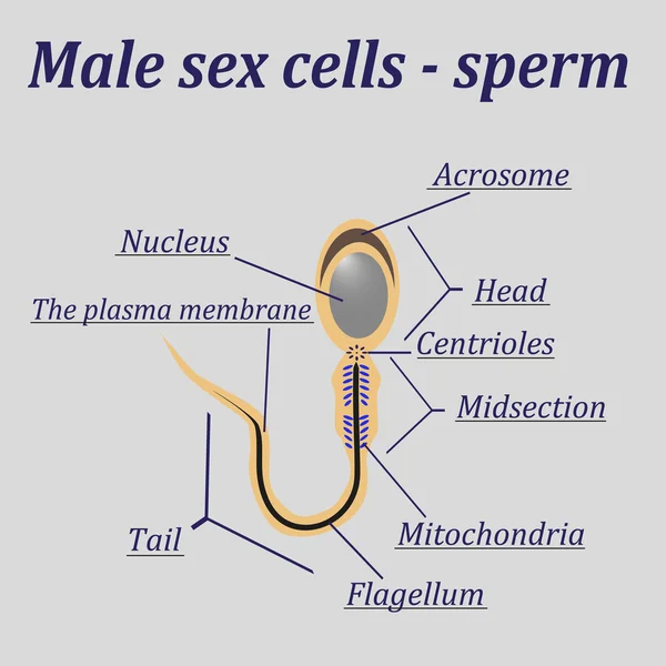 Diagram of the male sex cells - sperm — Stock Vector