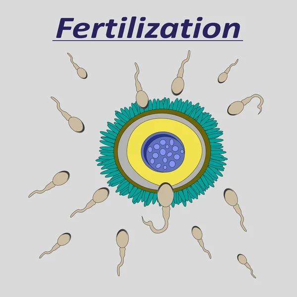 Illustration einer weiblichen Eizelle Befruchtung Sperma — Stockvektor