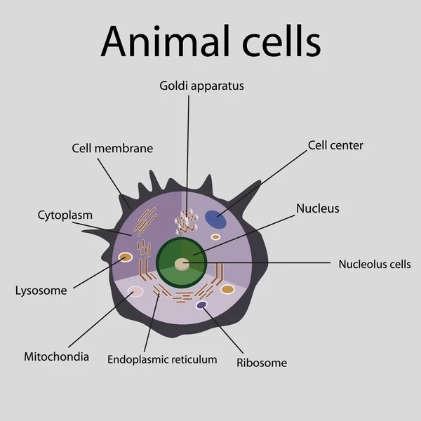 La estructura interna de una célula animal — Vector de stock