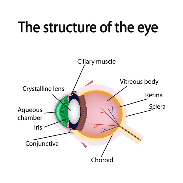 De structuur van het oog — Stockvector