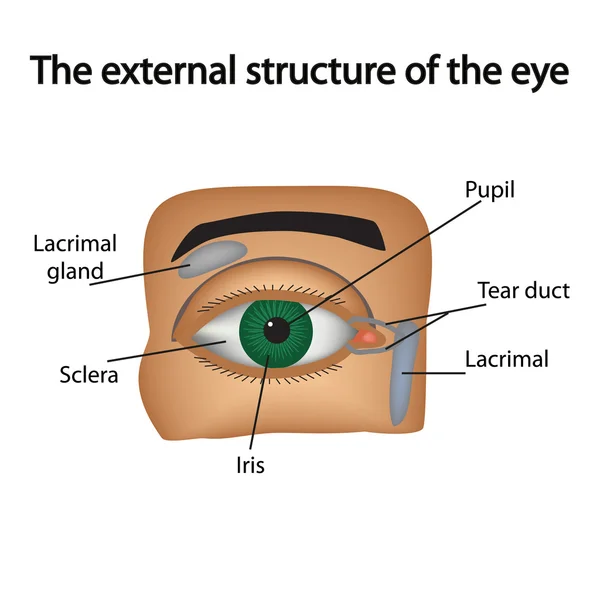 La estructura externa del ojo. Ilustración vectorial .. — Vector de stock