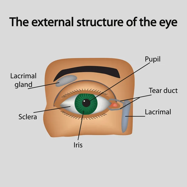 De externe structuur van het oog. Vectorillustratie.. — Stockvector