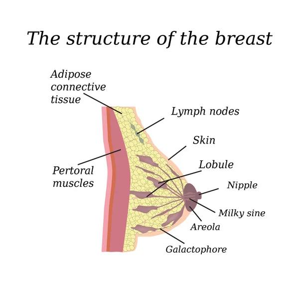 La estructura anatómica de la mama. Sobre un fondo aislado. Glándula mamaria — Vector de stock