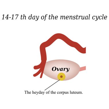 14 -17 day of the menstrual cycle - the formation of the corpus luteum. Vector illustration on isolated background clipart