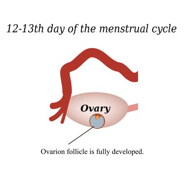 12-13 days of o  the menstrual cycle - a fully developed ovarian follicle. Vector illustration on isolated background