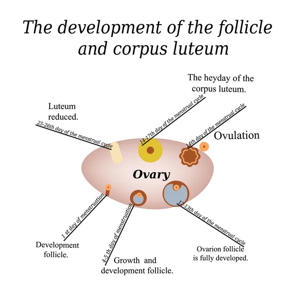 It shows the development of ovarian follicle and corpus luteum. Vector illustration on isolated background — Stockvector