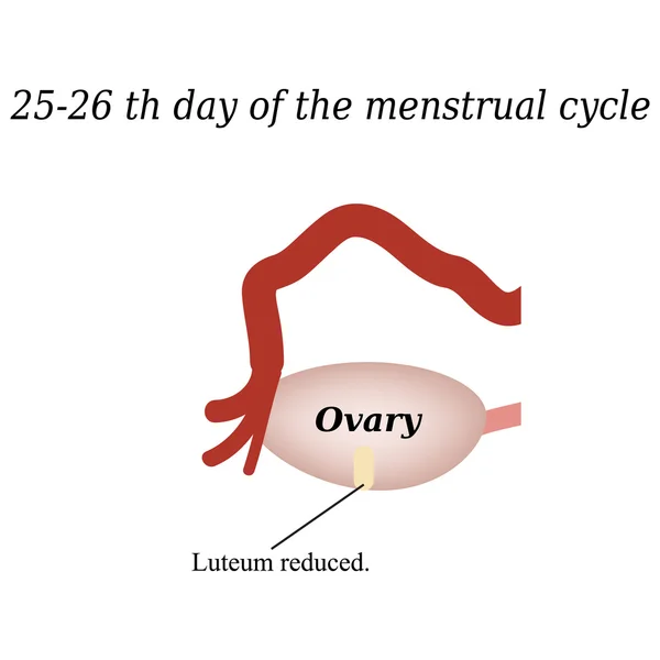 25-26 días del ciclo menstrual - reduciendo el cuerpo lúteo. Ilustración vectorial sobre fondo aislado — Vector de stock