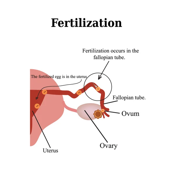 Fertilization. Vector illustration isolated on a white background — ストックベクタ