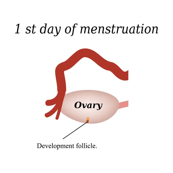 The first day of menstruation - the development of follicles in the ovaries. Vector illustration on isolated background — Stock Vector