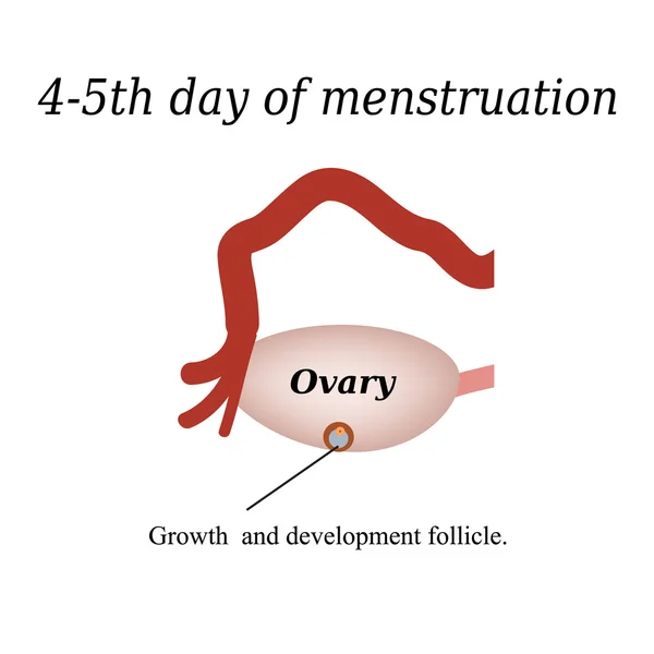 4-5 dia de menstruação - o crescimento e desenvolvimento do folículo ovariano. Ilustração vetorial sobre fundo isolado — Vetor de Stock