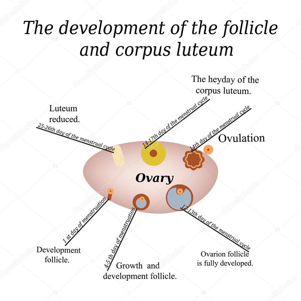 It shows the development of ovarian follicle and corpus luteum. Vector illustration on isolated background