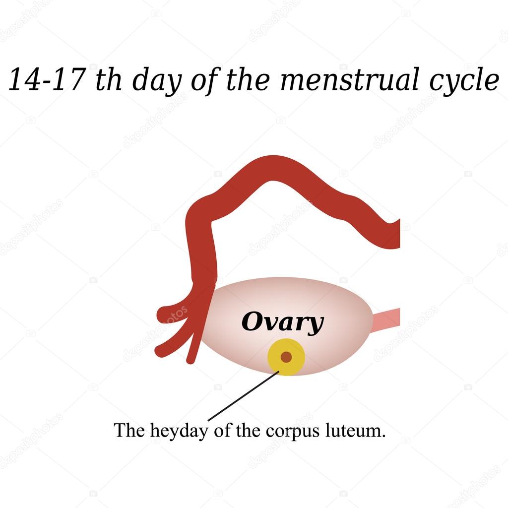 14 -17 day of the menstrual cycle - the formation of the corpus luteum. Vector illustration on isolated background