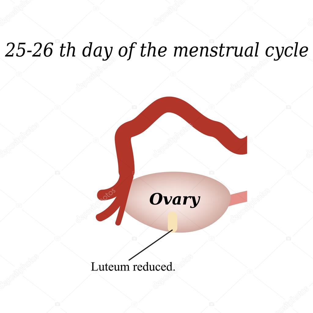 25-26 days of the menstrual cycle - reducing the corpus luteum. Vector illustration on isolated background