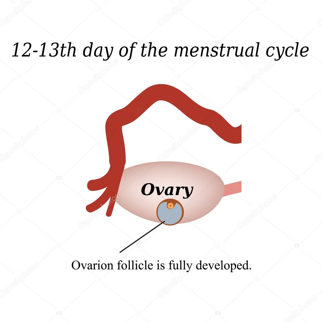 12-13 days of o  the menstrual cycle - a fully developed ovarian follicle. Vector illustration on isolated background
