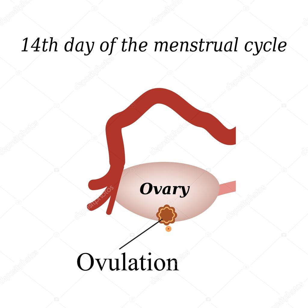 14 day of  the menstrual cycle - ovulation. Vector illustration on isolated background