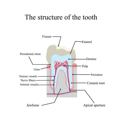 The anatomical structure of the tooth on an isolated background clipart