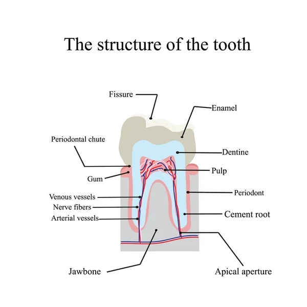 La struttura anatomica del dente su uno sfondo isolato — Vettoriale Stock