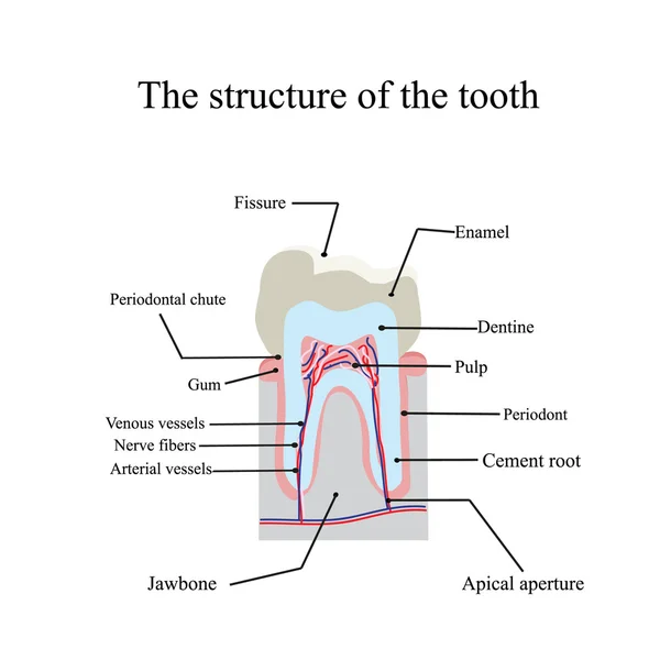Az anatómiai szerkezetét a fog egy elszigetelt háttér — Stock Vector