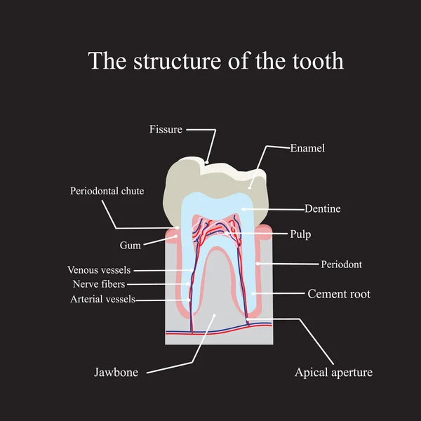 La struttura anatomica del dente su fondo nero — Vettoriale Stock