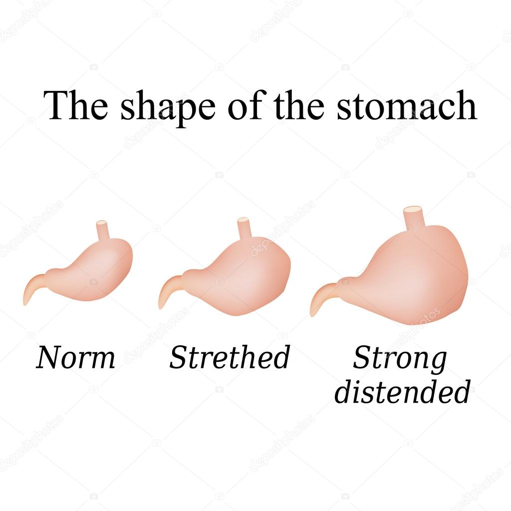 Different forms of the stomach. Vector illustration on isolated background