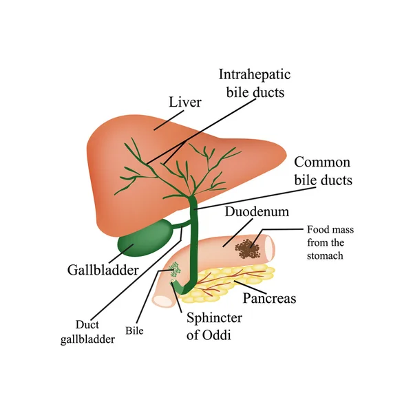 De anatomische structuur van de lever, de galblaas, galwegen en pancreas. Vectorillustratie op geïsoleerde achtergrond — Stockvector