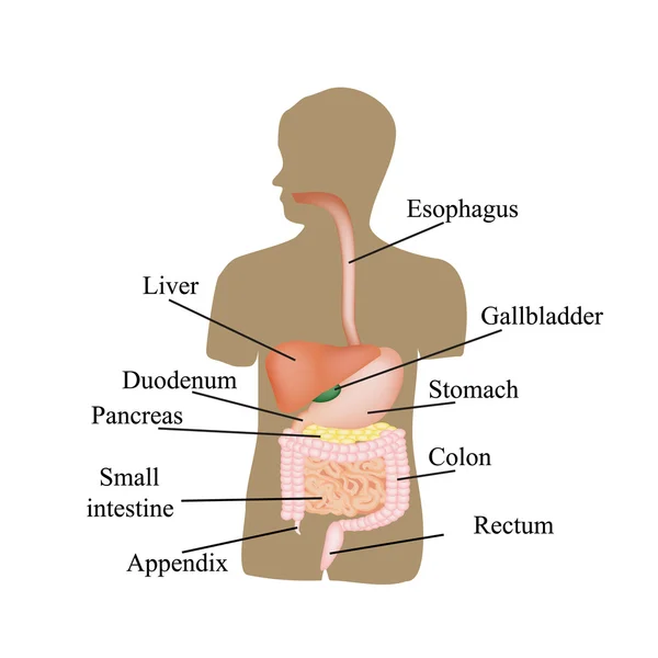 Struktura trávicího traktu. Lidské anatomie. Vektorové ilustrace na izolované pozadí — Stockový vektor