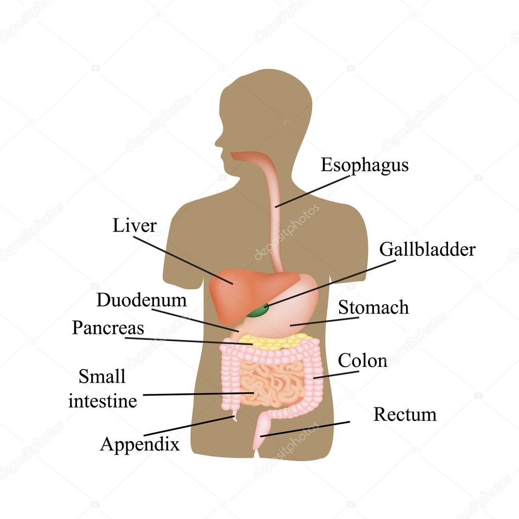 The structure of the gastrointestinal tract. Human anatomy. Vector illustration on isolated background