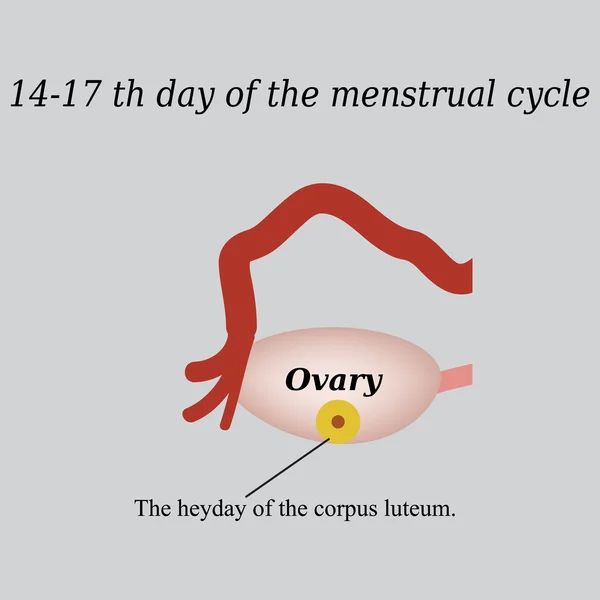 14-17 napja a menstruációs ciklus - a sárgatest kialakulását. Egy szürke háttér vektor illusztráció — Stock Vector