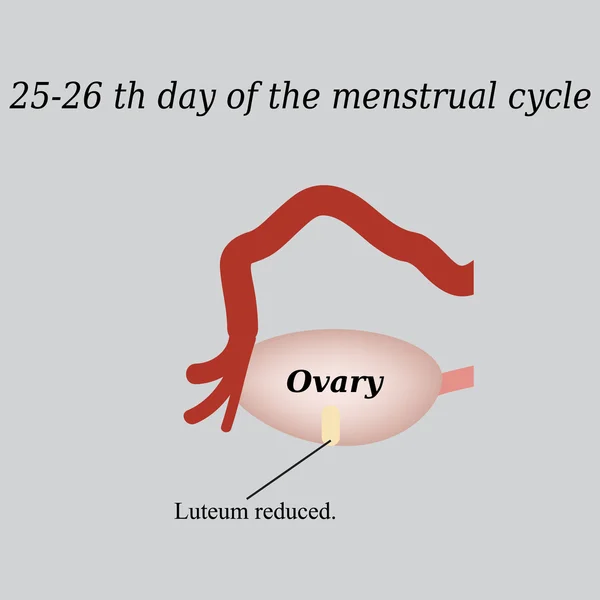 25-26 napig a menstruációs ciklus - csökkenti a sárgatest. Egy szürke háttér vektor illusztráció — Stock Vector