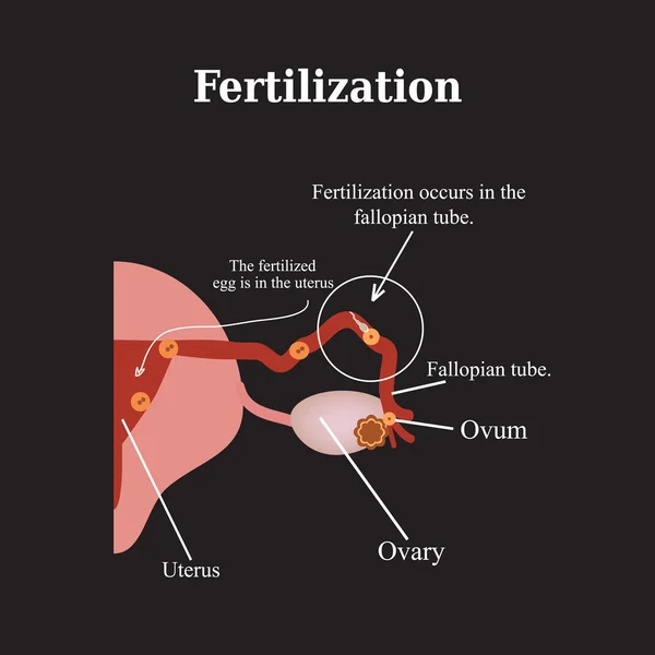 Fertilización. Ilustración vectorial sobre fondo negro — Vector de stock