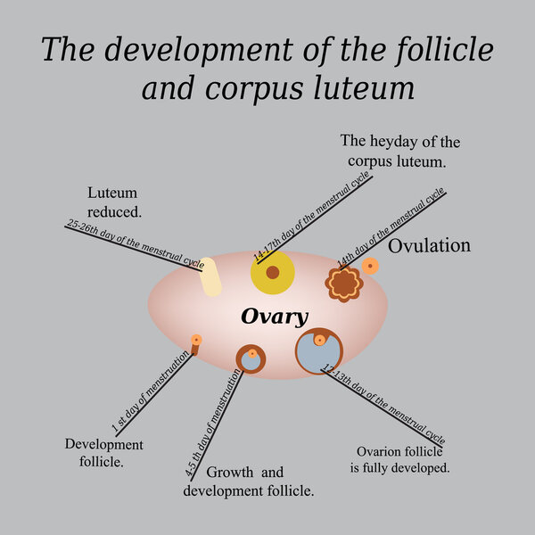 It shows the development of ovarian follicle and corpus luteum. Vector illustration on a gray background