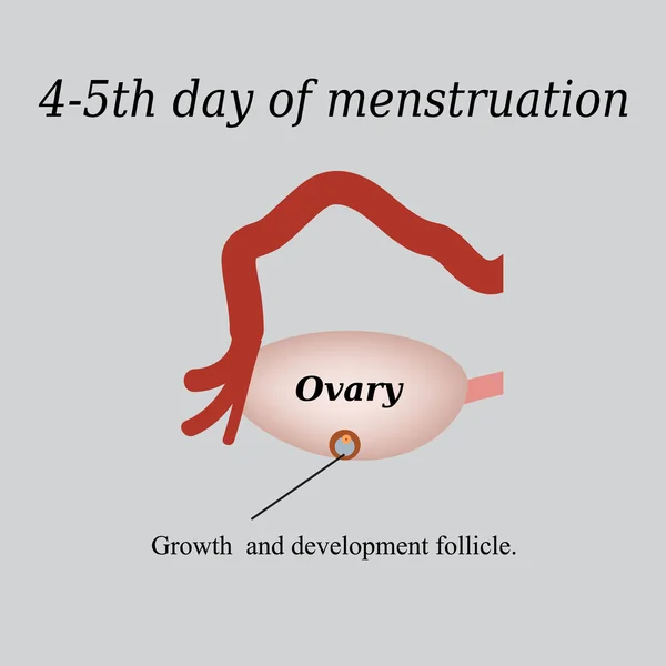 4-5 dia de menstruação - o crescimento e desenvolvimento do folículo ovariano. Ilustração vetorial sobre fundo cinzento — Vetor de Stock