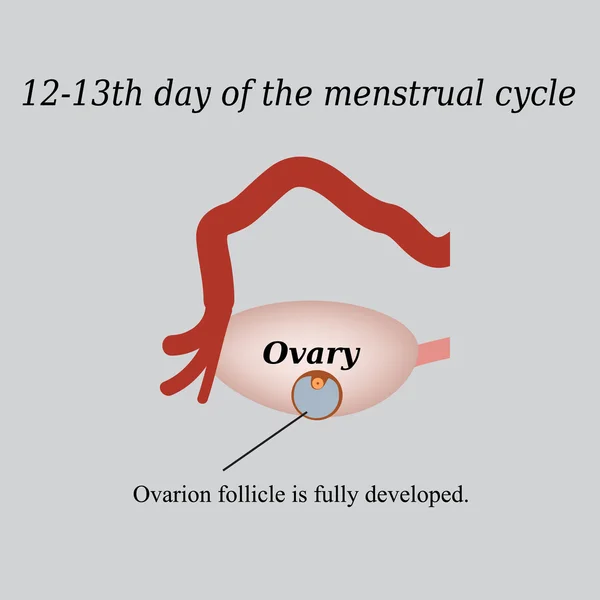 12-13 napig a menstruációs ciklus - egy teljesen kifejlett petefészek tüsző. Egy szürke háttér vektor illusztráció — Stock Vector