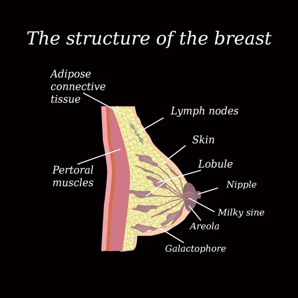 La estructura anatómica de la mama. Glándula mamaria — Vector de stock